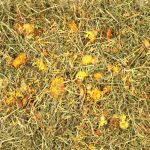 hay wih dandelions and marigolds for rabbits